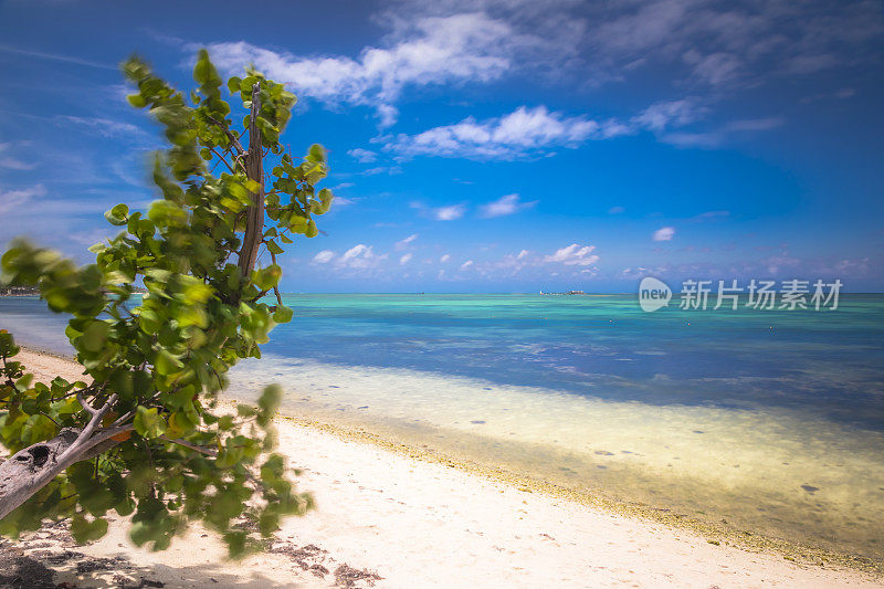有热带棕榈树的田园诗般的海滩- Saona岛，加勒比海